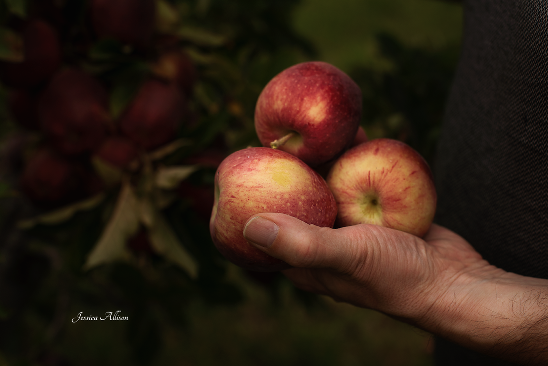 Emmett Idaho Apple orchard allison attitude
